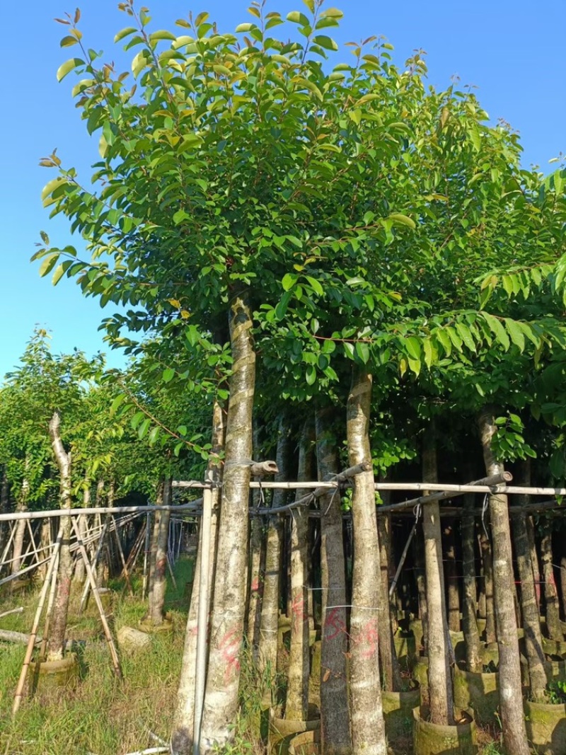 绿化苗木海南蒲桃供应海南蒲桃5-20公分