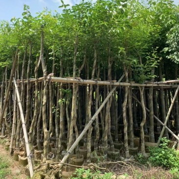 绿化苗木海南蒲桃供应海南蒲桃5-20公分