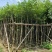 绿化苗木海南蒲桃供应海南蒲桃5-20公分