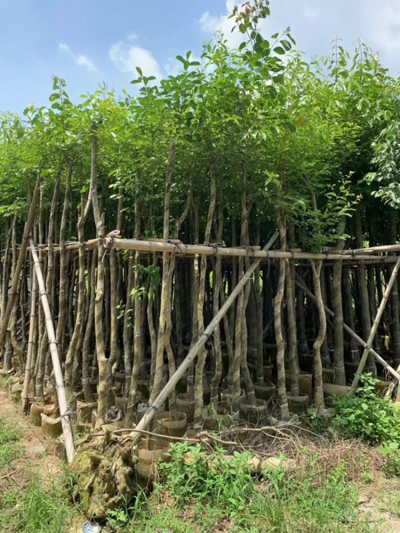 绿化苗木海南蒲桃供应海南蒲桃5-20公分