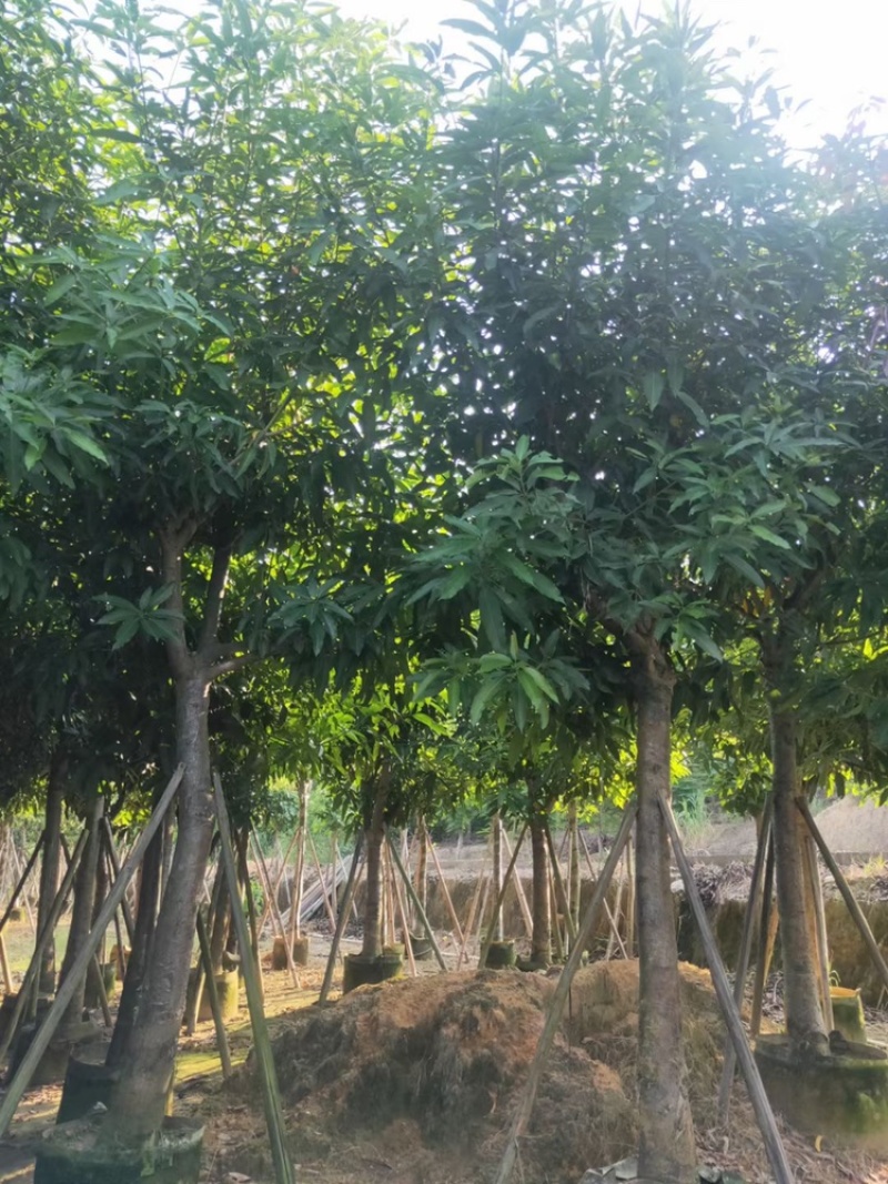 芒果树供应芒果树3-5-8-10-12-15公分