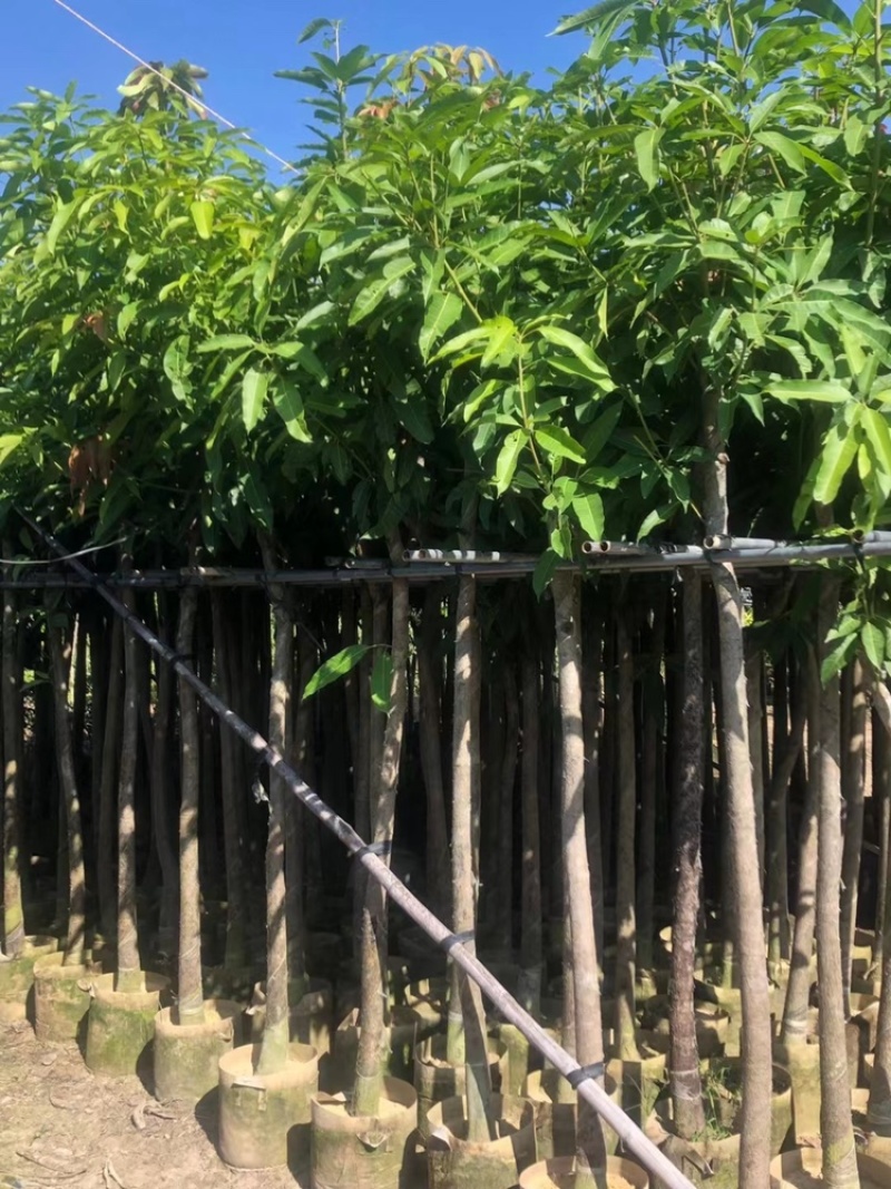 芒果树供应芒果树3-5-8-10-12-15公分