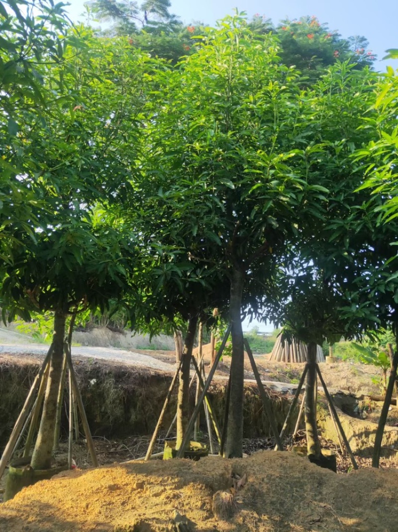 芒果树供应芒果树3-5-8-10-12-15公分