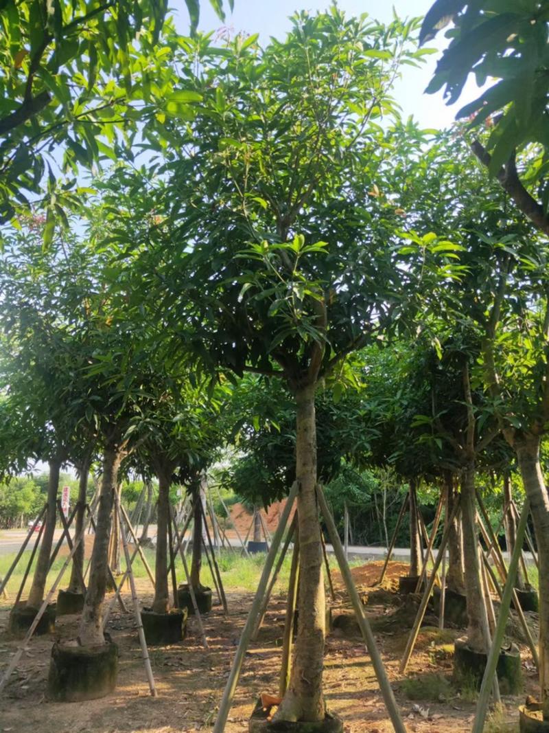 芒果树供应芒果树3-5-8-10-12-15公分