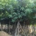 芒果树供应芒果树3-5-8-10-12-15公分