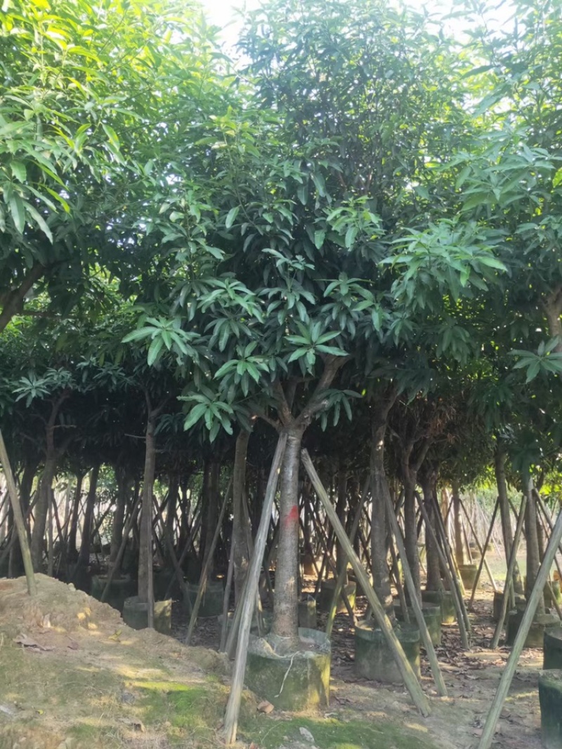 芒果树供应芒果树3-5-8-10-12-15公分