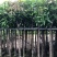 芒果树供应芒果树3-5-8-10-12-15公分