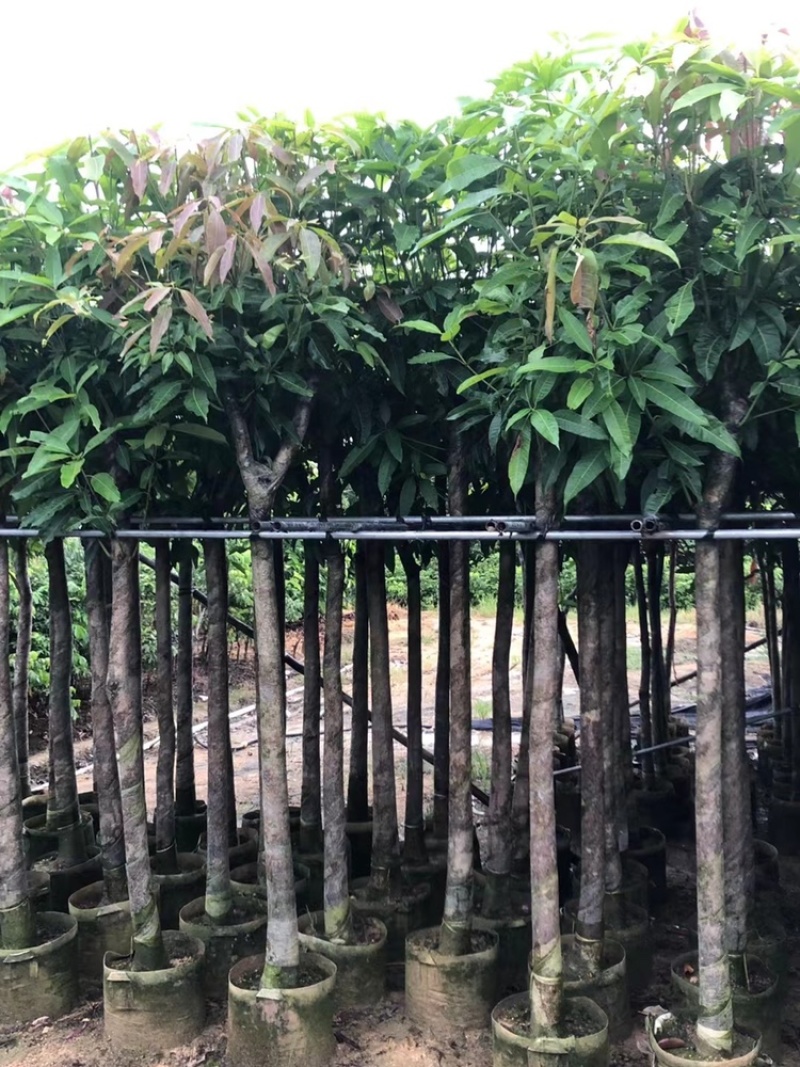 芒果树供应芒果树3-5-8-10-12-15公分