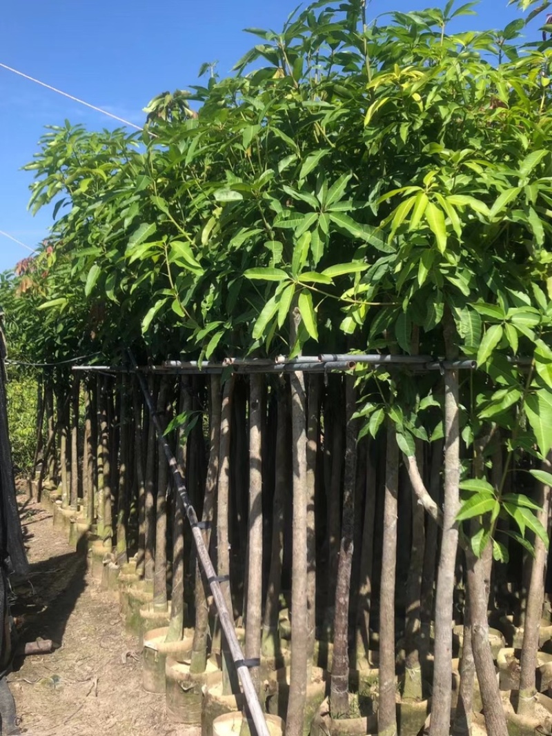 芒果树供应芒果树3-5-8-10-12-15公分