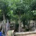 芒果树供应芒果树3-5-8-10-12-15公分