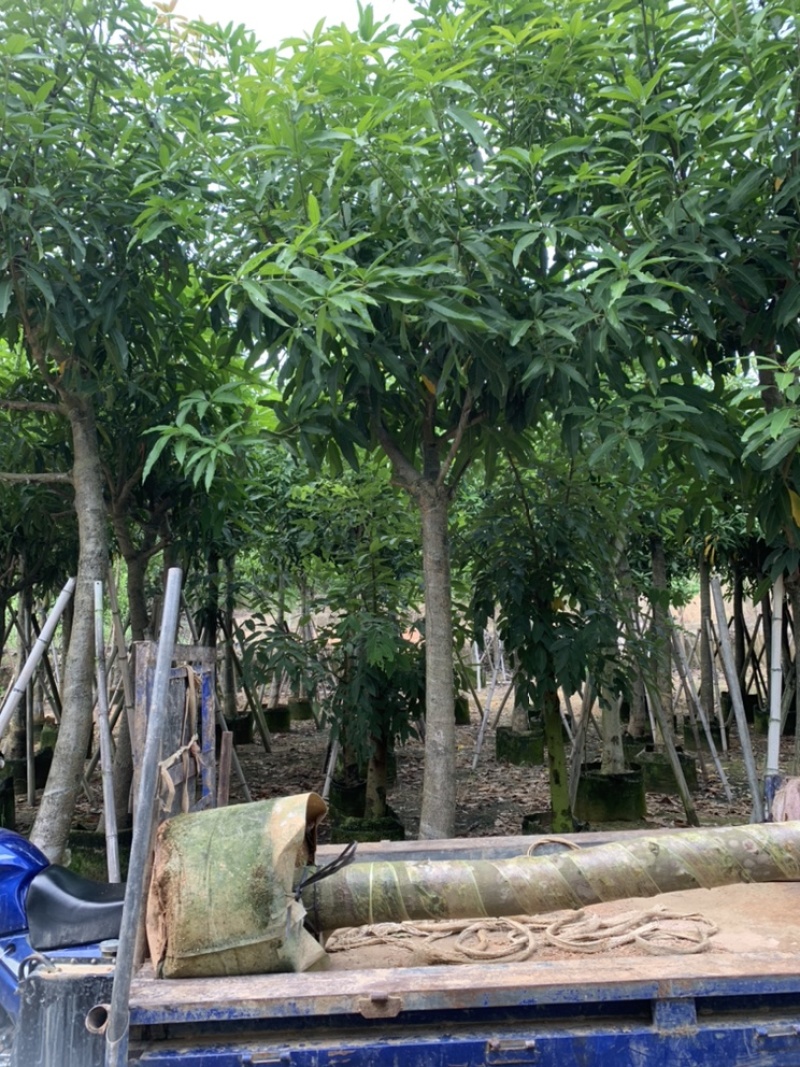 芒果树供应芒果树3-5-8-10-12-15公分