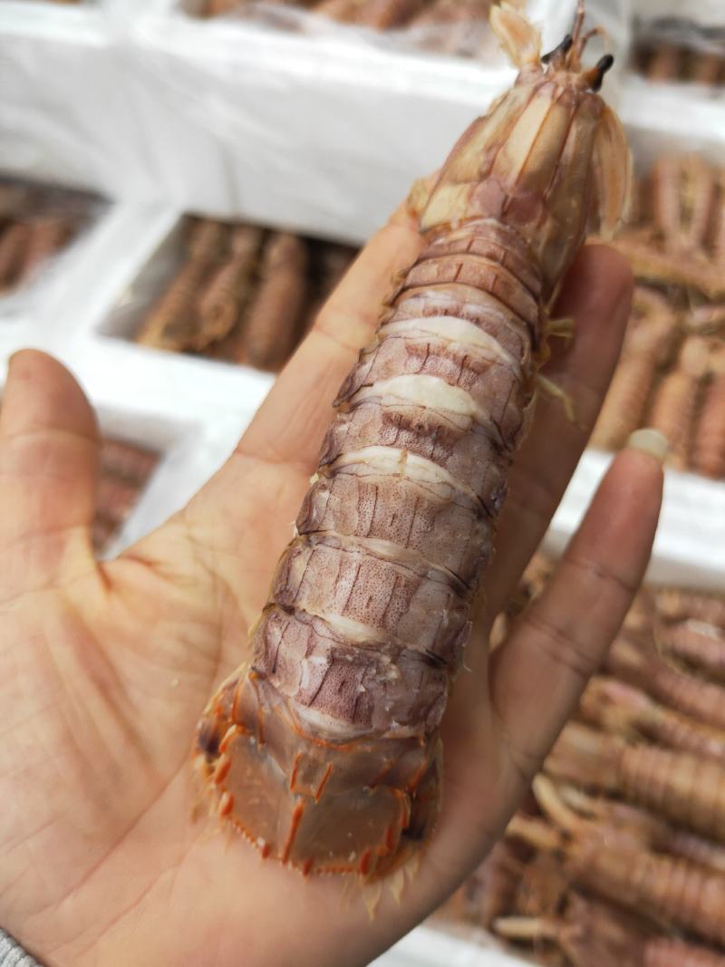 熟冻皮皮虾大量上市了，价格优惠，一手货源，量大从优