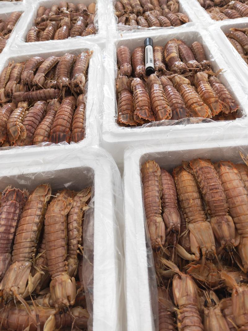 熟冻皮皮虾大量上市了，价格优惠，一手货源，量大从优
