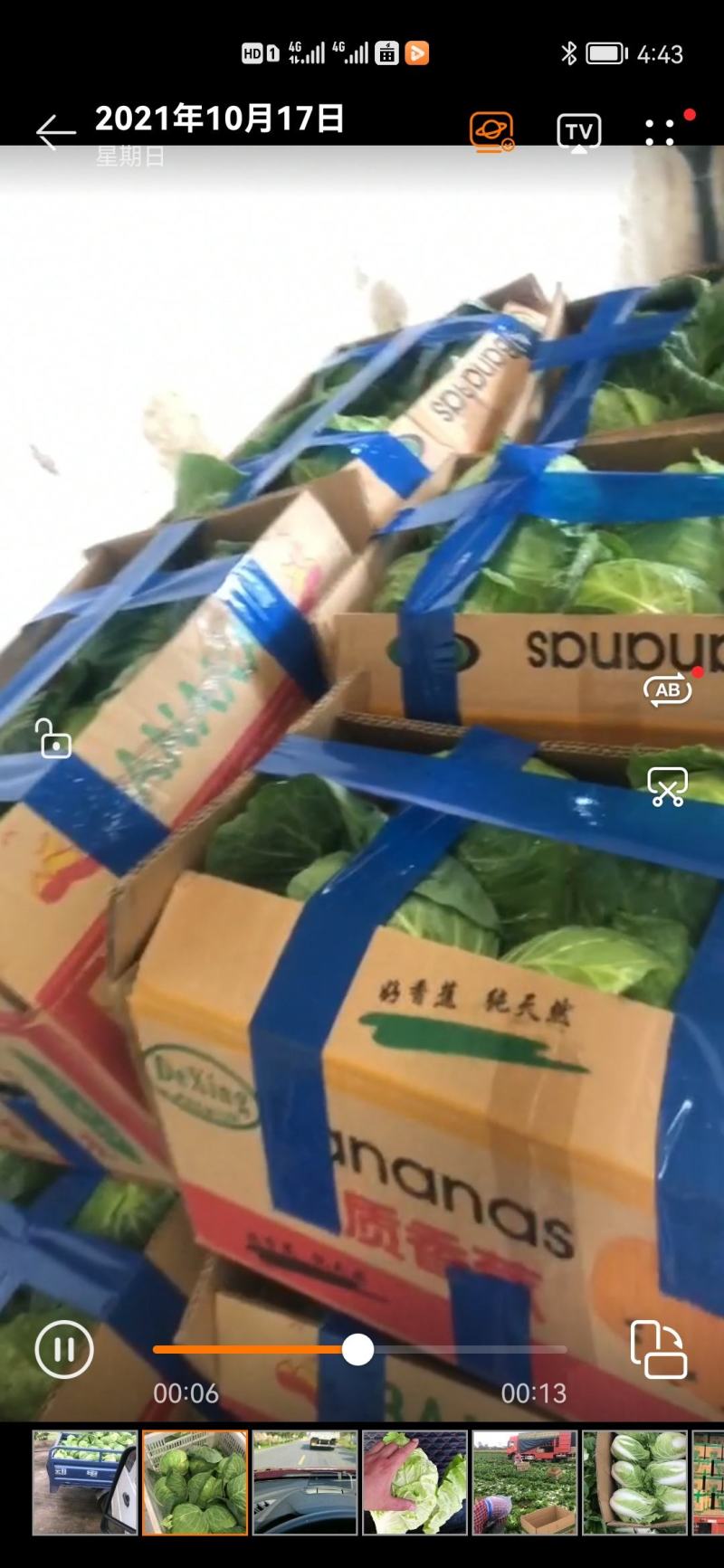 包菜一扁包菜，甘蓝，京丰一号海量供应中，满足全国随调货
