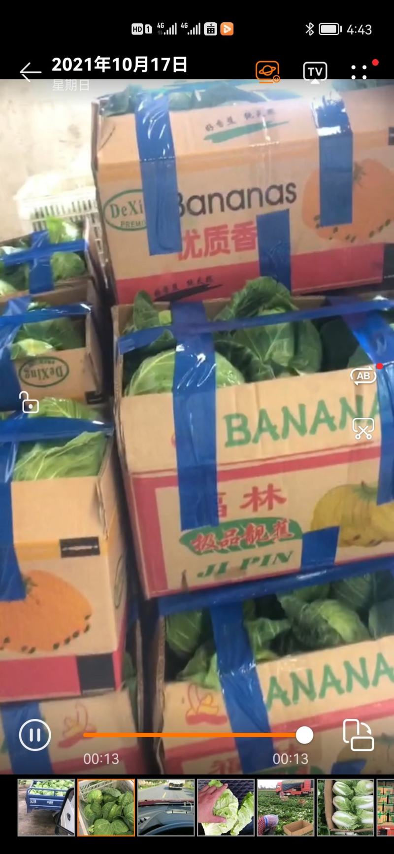 包菜一扁包菜，甘蓝，京丰一号海量供应中，满足全国随调货