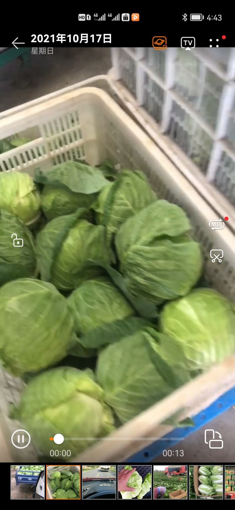 包菜一扁包菜，甘蓝，京丰一号海量供应中，满足全国随调货