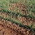 旱地红葱