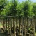 细叶榕供应小叶榕5-8-10-12-15公分