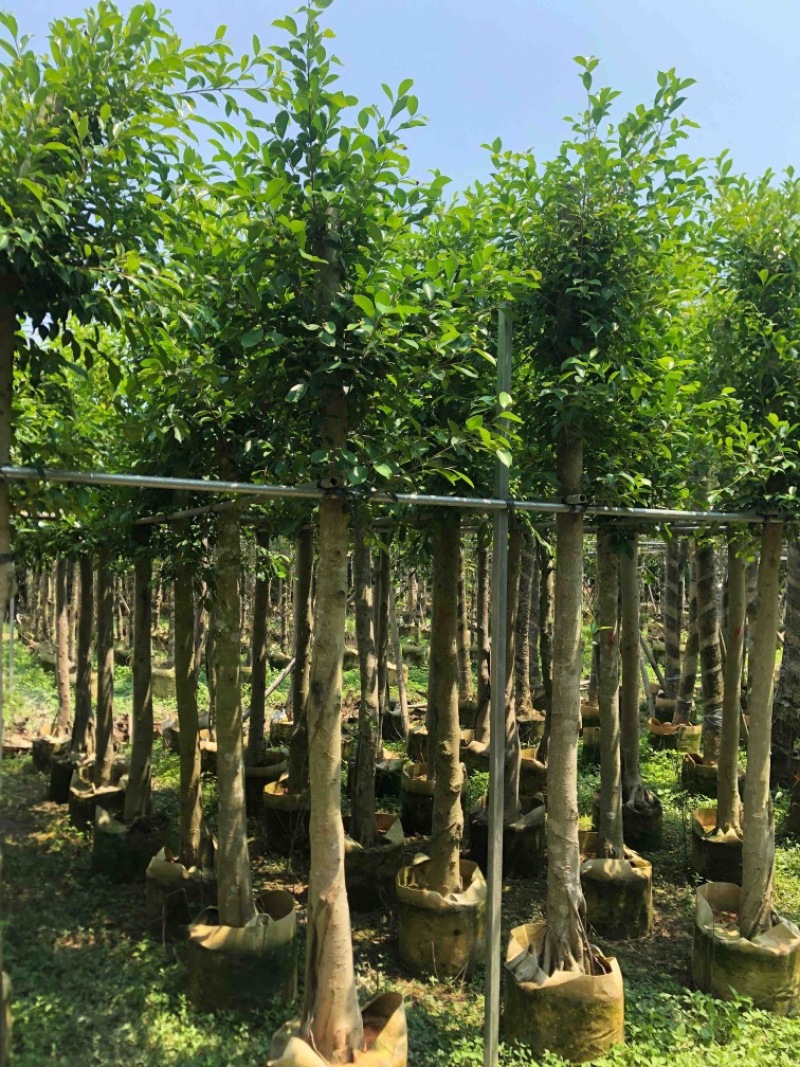 细叶榕供应小叶榕5-8-10-12-15公分