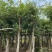 细叶榕供应小叶榕5-8-10-12-15公分