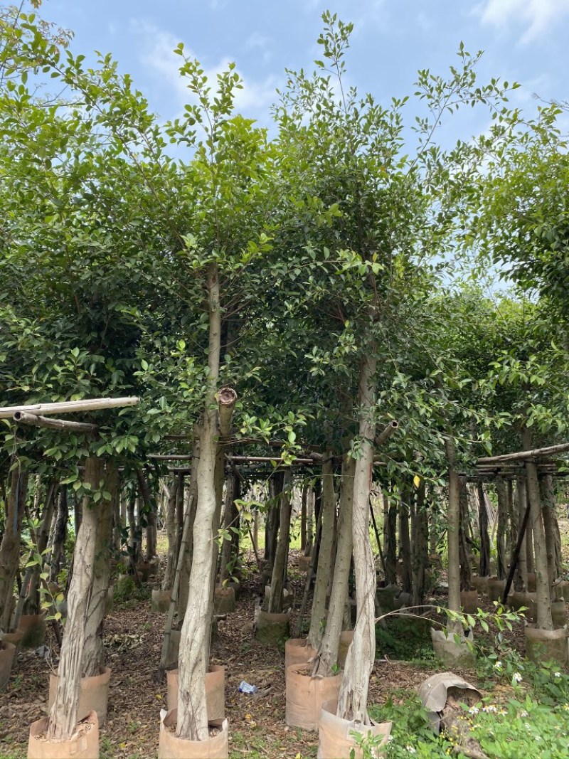 细叶榕供应小叶榕5-8-10-12-15公分