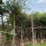 细叶榕供应小叶榕5-8-10-12-15公分