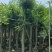 细叶榕供应小叶榕5-8-10-12-15公分
