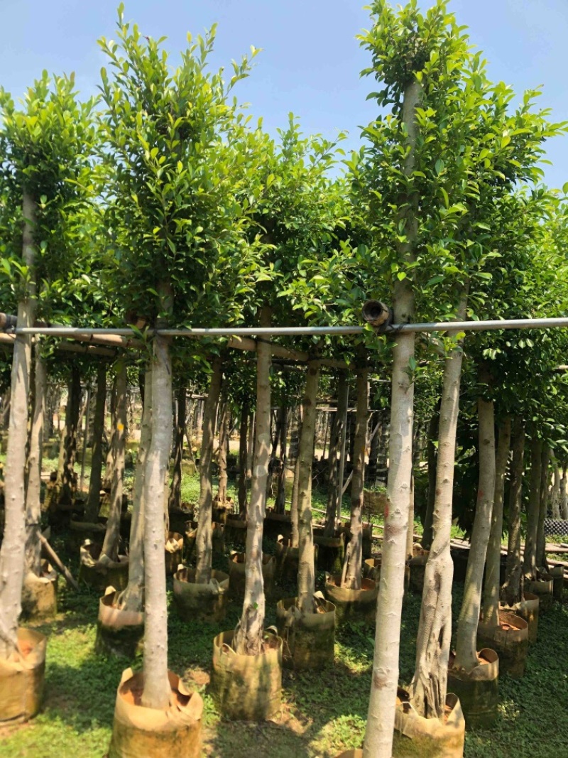 细叶榕供应小叶榕5-8-10-12-15公分