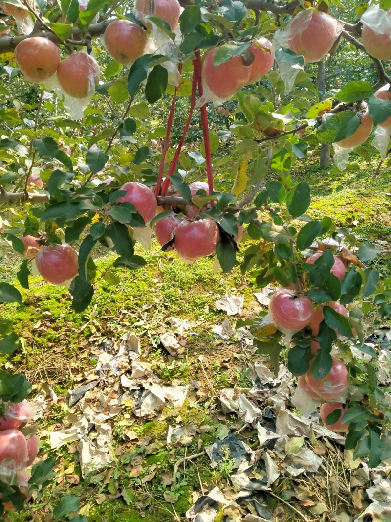 万荣纸加膜正在大量上市中