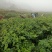 湖南金银花苗高产金银花5号金银花花王嫁接苗
