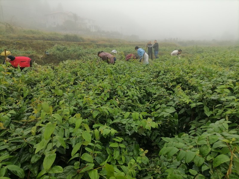 湖南金银花苗高产金银花5号金银花花王嫁接苗