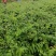 湖南金银花苗高产金银花5号金银花花王嫁接苗