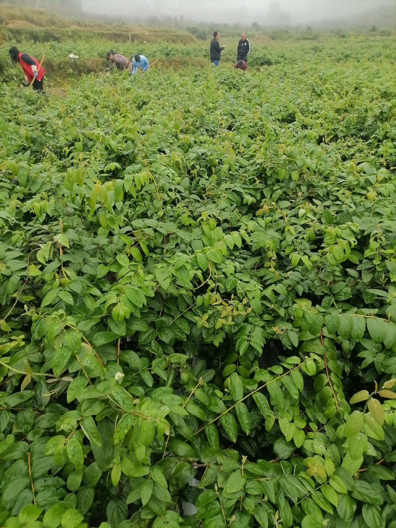 湖南金银花苗高产金银花5号金银花花王嫁接苗