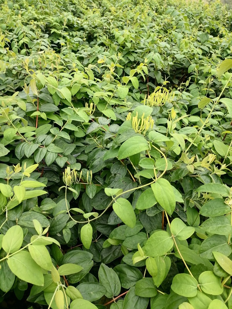 湖南金银花苗高产金银花5号金银花花王嫁接苗