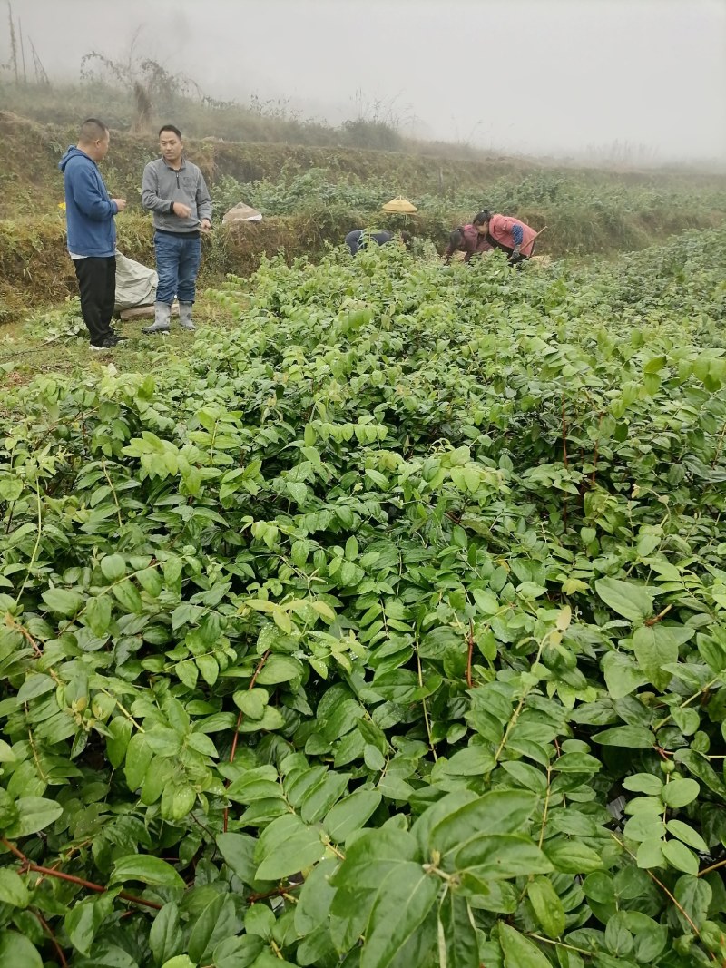 湖南金银花苗高产金银花5号金银花花王嫁接苗