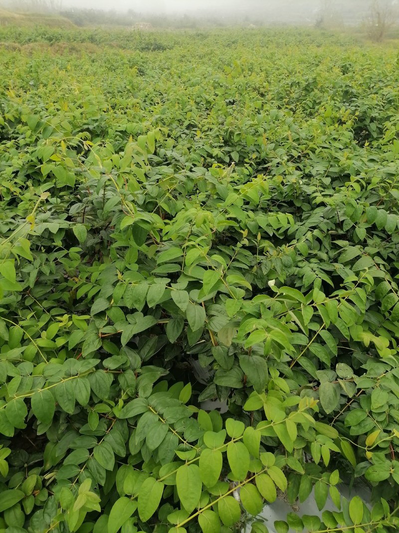 湖南金银花苗高产金银花5号金银花花王嫁接苗