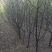 4公分山杏，5公分山杏，10公分山杏，15公分山杏