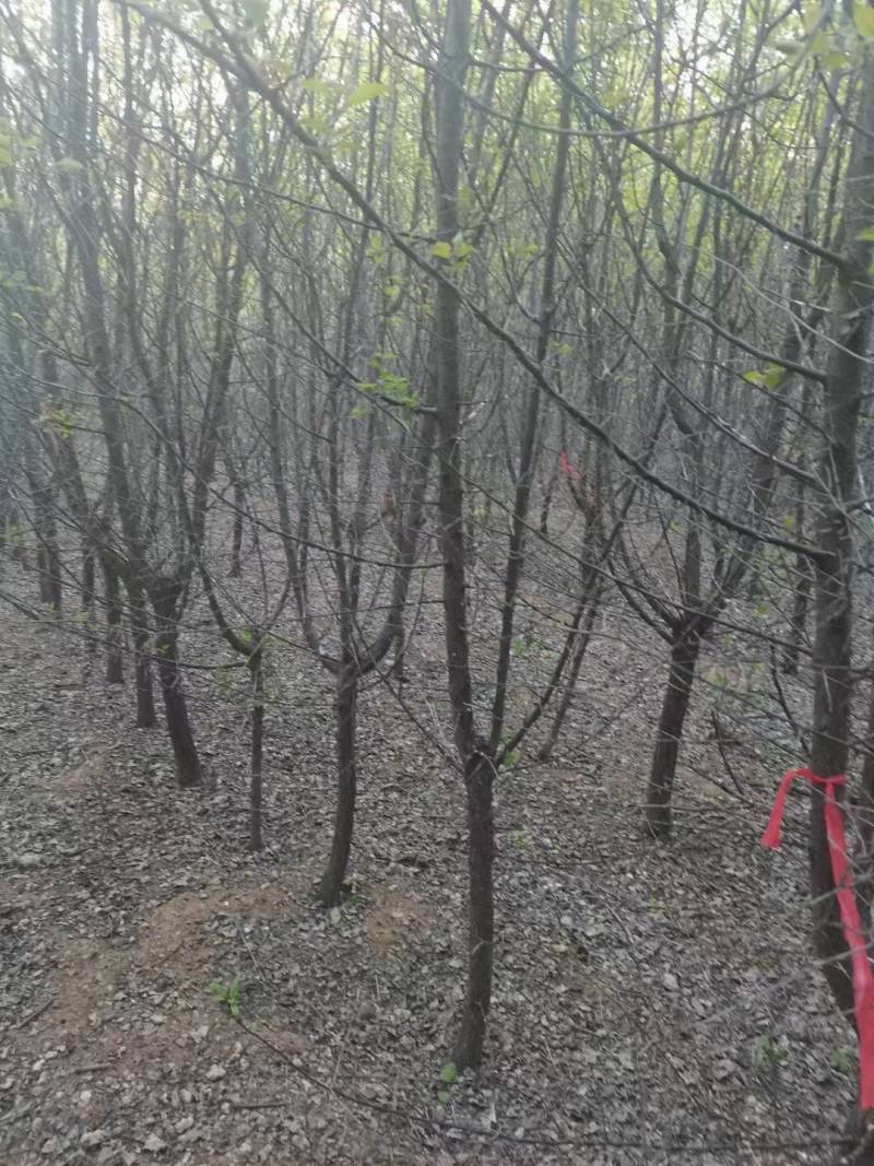 4公分山杏，5公分山杏，10公分山杏，15公分山杏