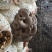 精品小黑平菇鲜平菇菌棒