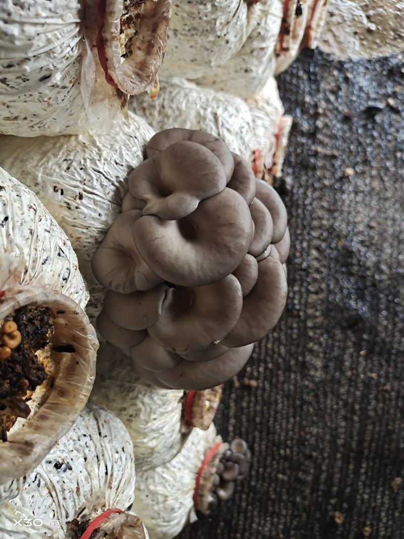 精品小黑平菇鲜平菇菌棒