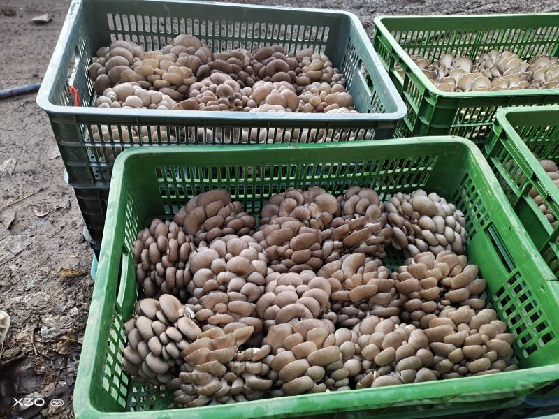精品小黑平菇鲜平菇菌棒
