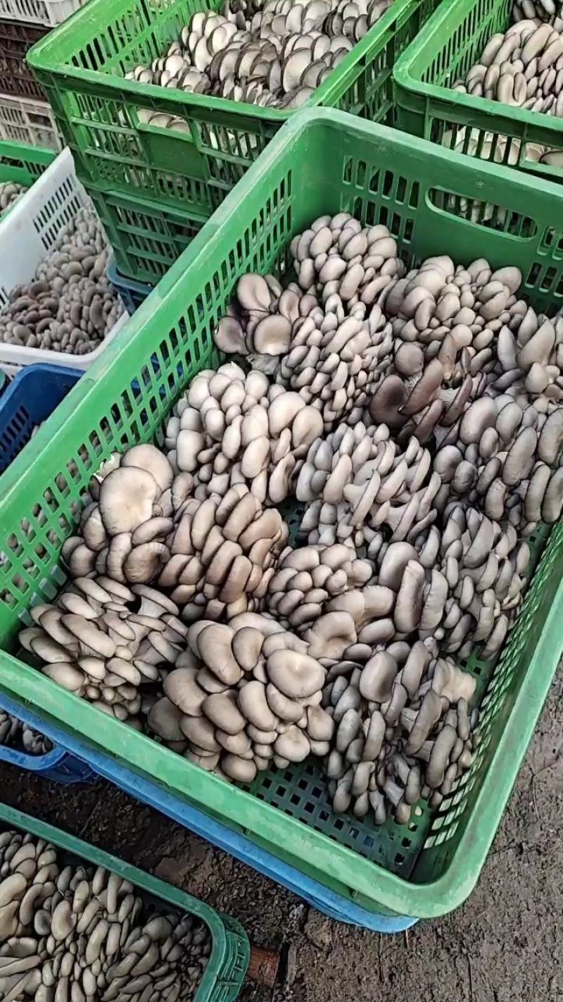 精品小黑平菇鲜平菇菌棒