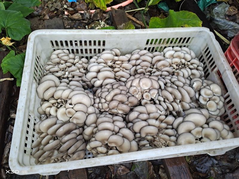 精品小黑平菇鲜平菇菌棒