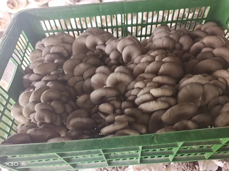 洛阳平菇
