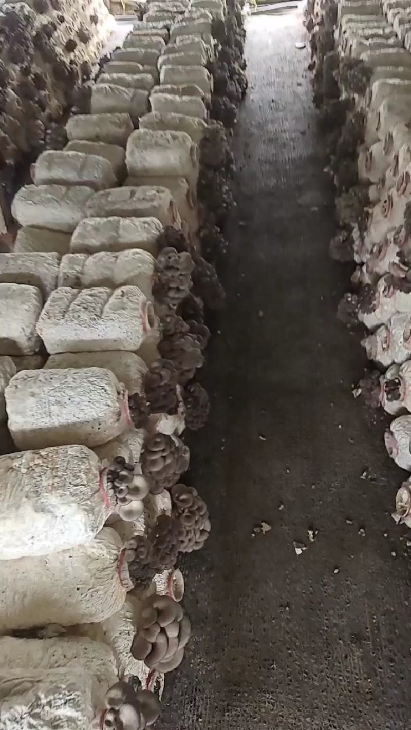 洛阳平菇