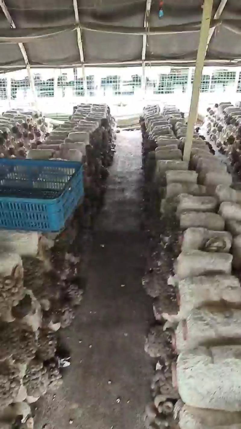 洛阳平菇