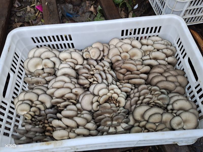 洛阳平菇