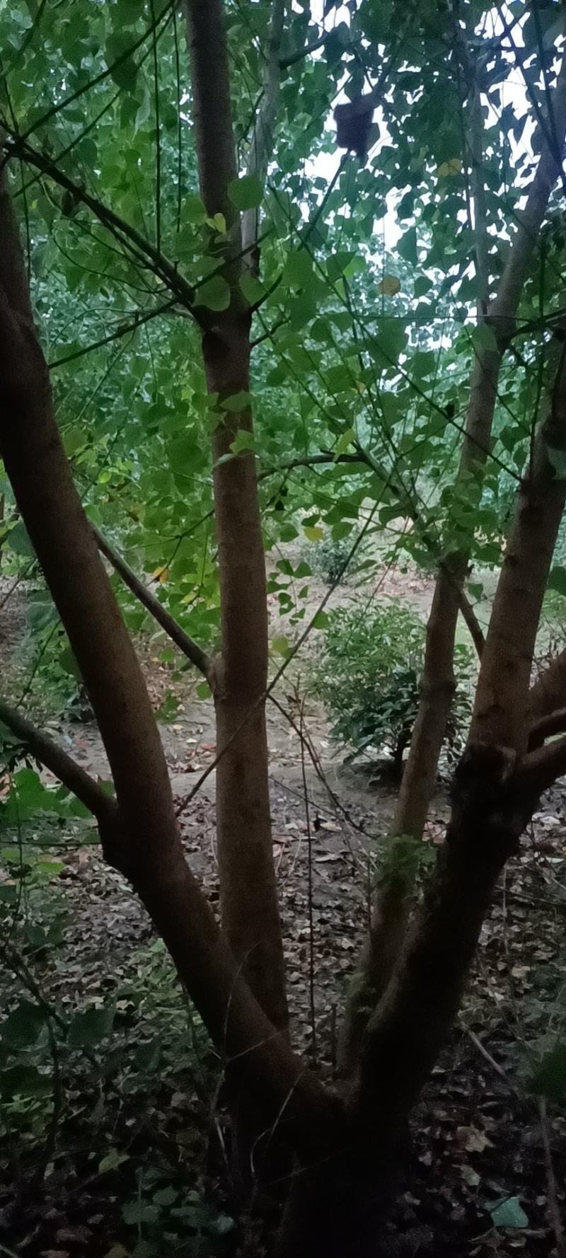 丛生乌桕原生独本乌桕5杆乌桕多杆乌桕树原生丛生乌桕精品
