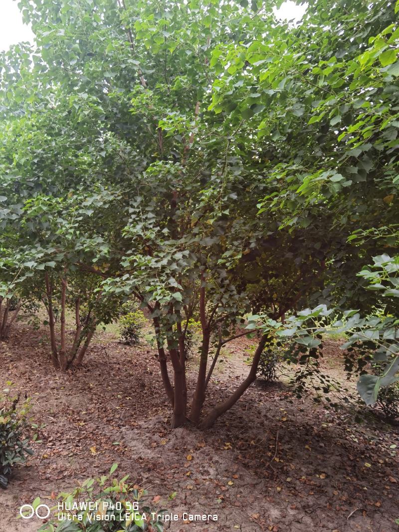 丛生乌桕原生独本乌桕5杆乌桕多杆乌桕树原生丛生乌桕精品
