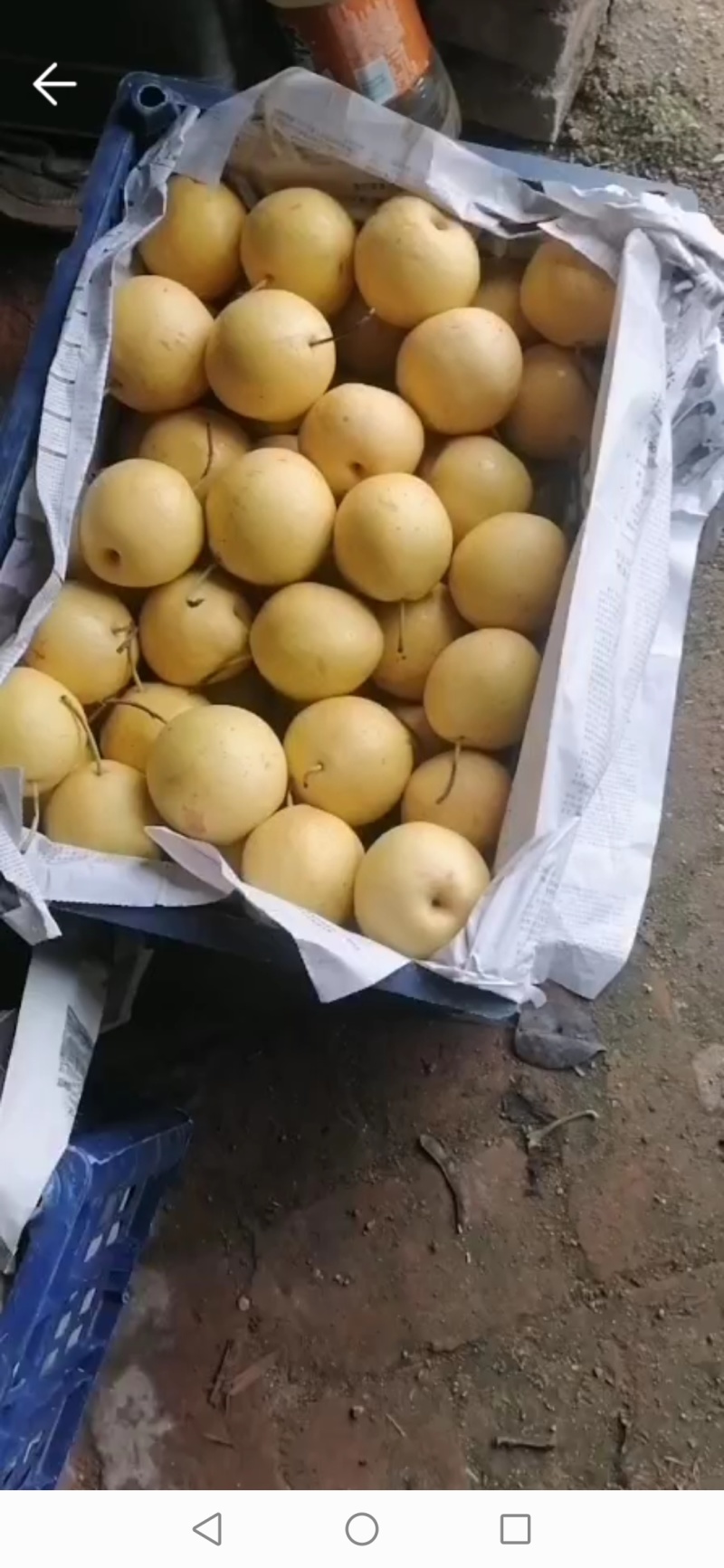黄元帅，，大量有货